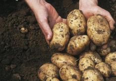 Как проводится закупка картофеля у населения?